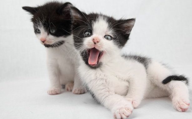 So Your Kitten Bites? Here's What To Do