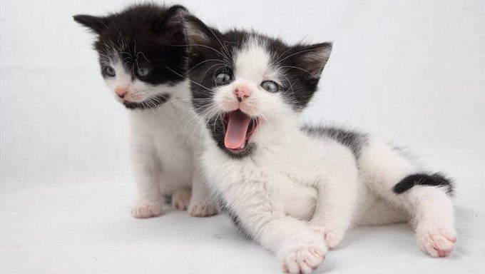 So Your Kitten Bites? Here's What To Do