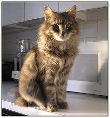 Keeping the Cat Off the Counter