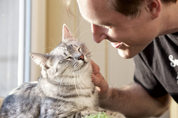 Do Cats Understand Words? Here's What We Know