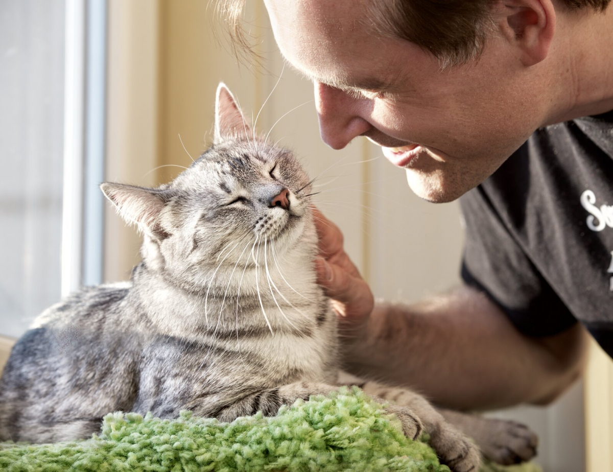 Do Cats Understand Words? Here's What We Know