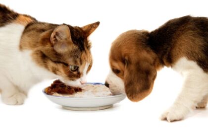 How To Keep That Pesky Dog Out Of The Cat's Food
