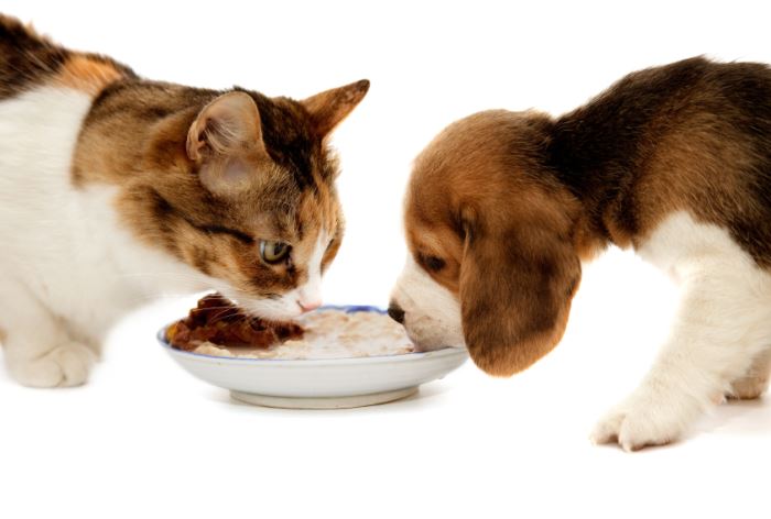 How To Keep That Pesky Dog Out Of The Cat's Food