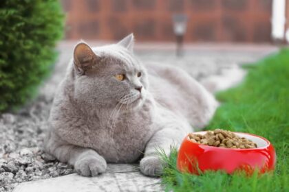 Is Your Cat Overweight? Signs, Symptoms & What to Do