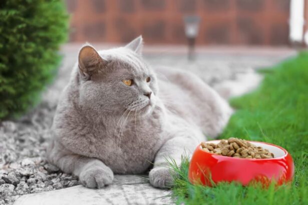 Is Your Cat Overweight? Signs, Symptoms & What to Do