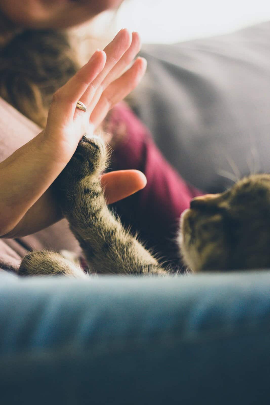 jonas-vincent-xulIYVIbYIc-unsplash Healing our hearts: Cat brings light & luck in a challenging time soul cat human animal bond cat adoption benefits of pets