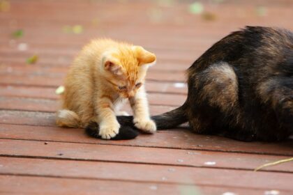 Daily Dose Of Cute: Kitten Plays With Cat Friend's Fluffy Tail [VIDEO]