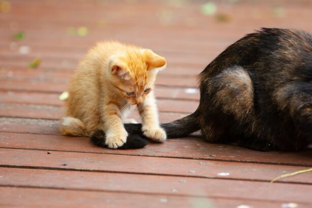 Daily Dose Of Cute: Kitten Plays With Cat Friend's Fluffy Tail [VIDEO]