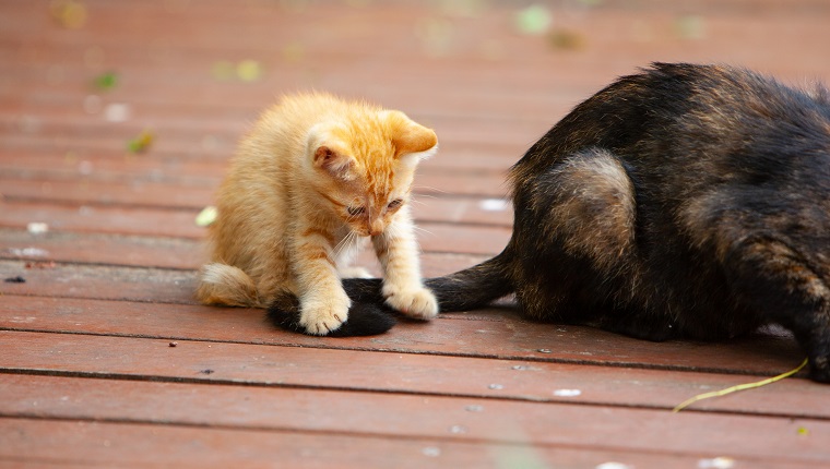 Daily Dose Of Cute: Kitten Plays With Cat Friend's Fluffy Tail [VIDEO]