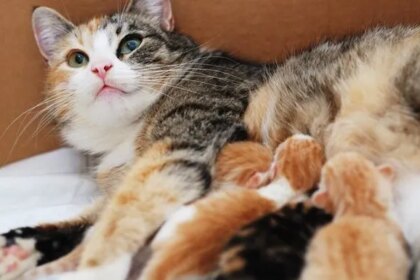 5 Reasons A Mother Cat Might Abandon Or Reject Her Young