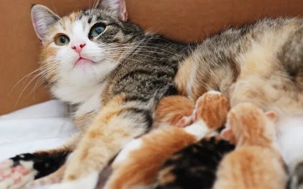 5 Reasons A Mother Cat Might Abandon Or Reject Her Young
