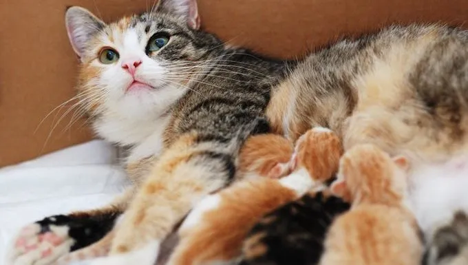 5 Reasons A Mother Cat Might Abandon Or Reject Her Young