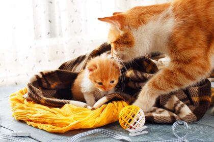 Mother's Day: 15 Adorable Mama Cats & Their Kittens [PICTURES]