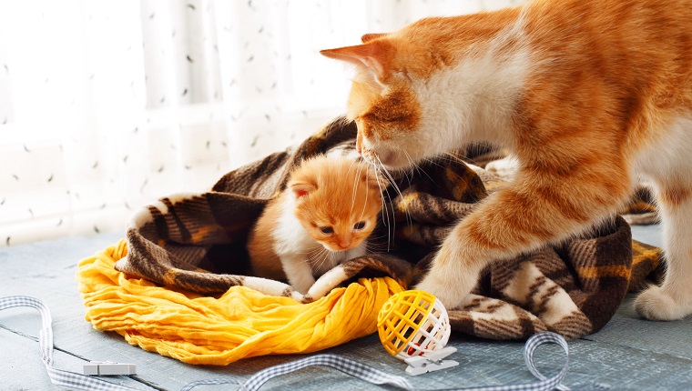 Mother's Day: 15 Adorable Mama Cats & Their Kittens [PICTURES]