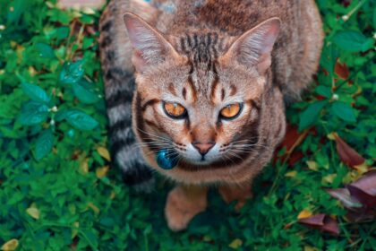 Top 8 Cat Breeds with Distinctive Vocal Patterns