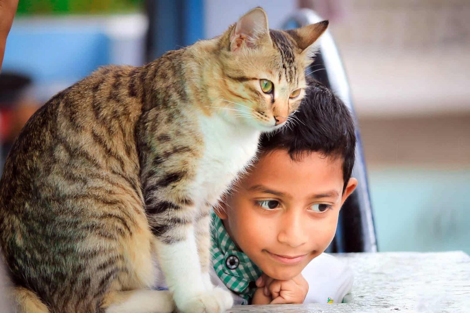 prince-abid-h9txTRfIFbA-unsplash Should you get a cat? Why, how, and where to adopt should i get a cat shelter pet project cat adoption