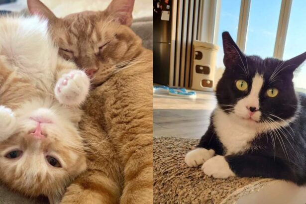 A split view of two cats - on the left, an orange cat with bright eyes, and on the right, a black and white cat with striking patterns