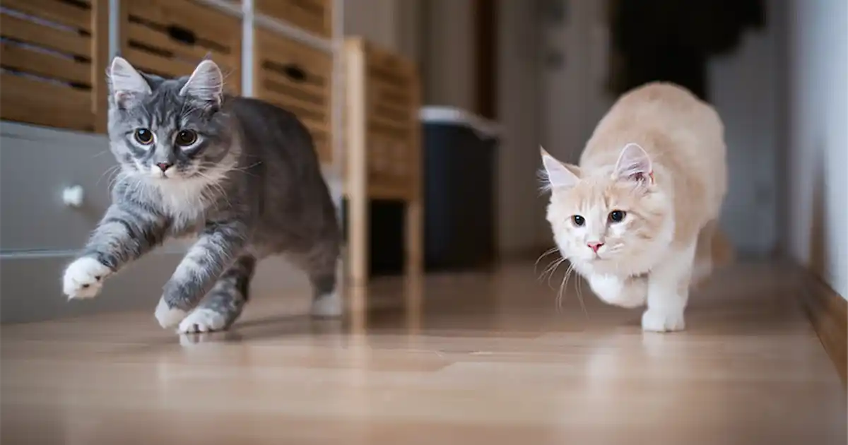Teenage kits! - Your Cat