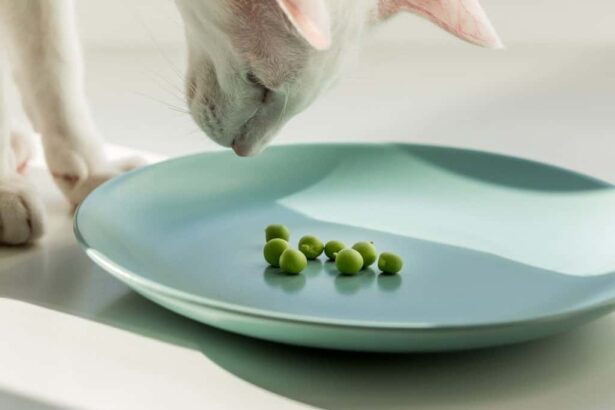 Is Vegan Cat Food an Option for Your Cat?