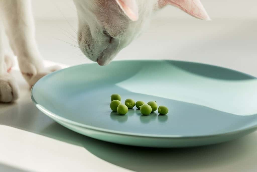 Is Vegan Cat Food an Option for Your Cat?