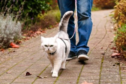 Explore the Outdoors: Leash Training Your Cat