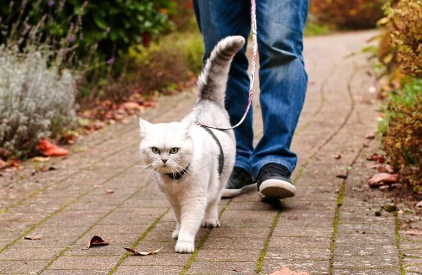 Explore the Outdoors: Leash Training Your Cat