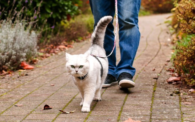 Explore the Outdoors: Leash Training Your Cat