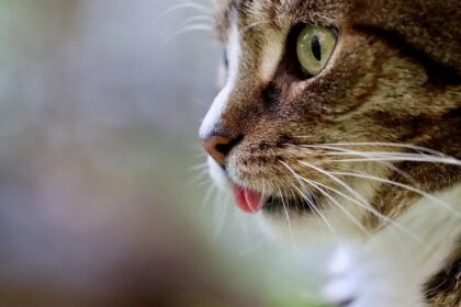 Top Tips To Keep Your Cat Feline Fine