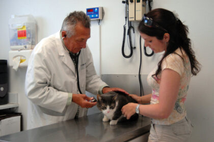 Emergency Veterinary Services: Ensuring Fast and Effective Treatment