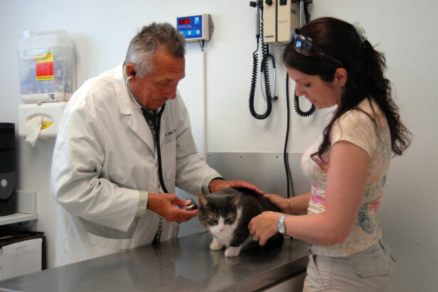 Emergency Veterinary Services: Ensuring Fast and Effective Treatment