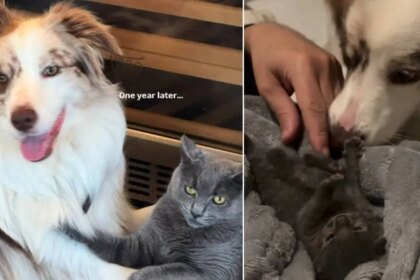 Rescue Cat Is Inseparable From the Dog Who Helped Her Survive & Thrive