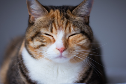 Chonky Kitty?: Top 10 Tips for a Trim and Fit Cat