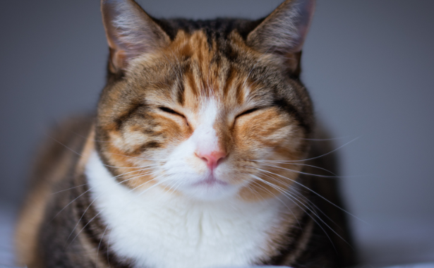 Chonky Kitty?: Top 10 Tips for a Trim and Fit Cat