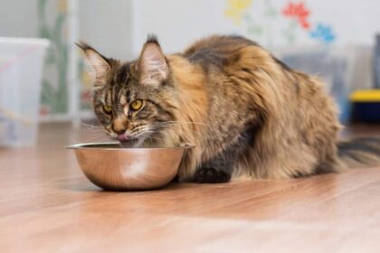 How Not to Make Raw Cat Food (5 Mistakes I Made So You Don't Have to)