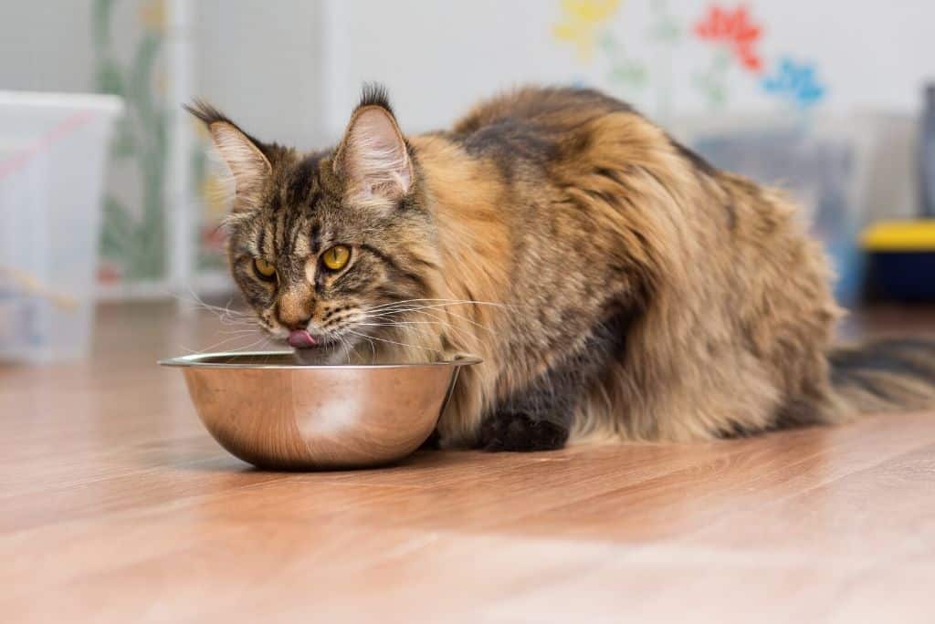 How Not to Make Raw Cat Food (5 Mistakes I Made So You Don't Have to)