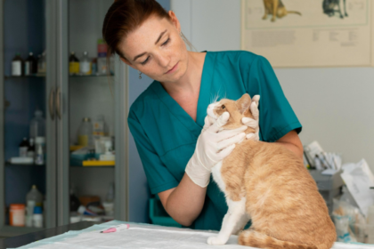 National Pet Health Insurance Month: A Pet Insurance Primer for New Cat Parents