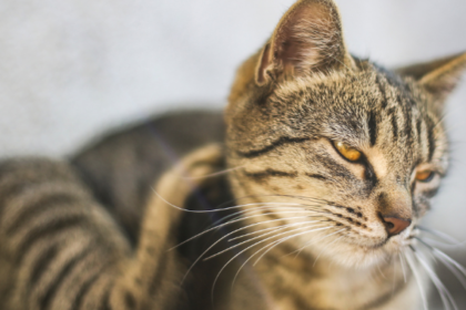 Itchy Pet Awareness Month: What is Causing Your Cat's Itchy Skin?
