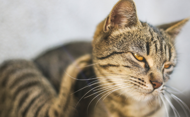 Itchy Pet Awareness Month: What is Causing Your Cat's Itchy Skin?