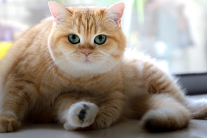 Cat Health - A Guide to Weight Loss