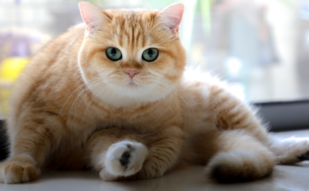 Cat Health - A Guide to Weight Loss