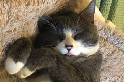 Feline Stomatitis - Stormy’s Story