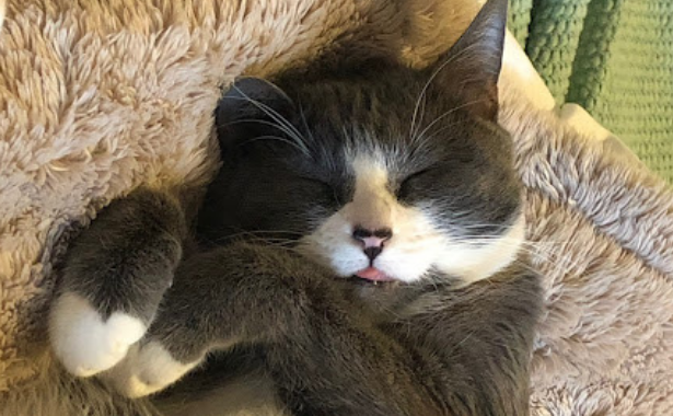 Feline Stomatitis - Stormy’s Story