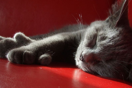 All About Polydactyl Cats