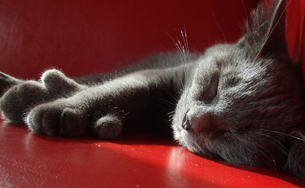 All About Polydactyl Cats