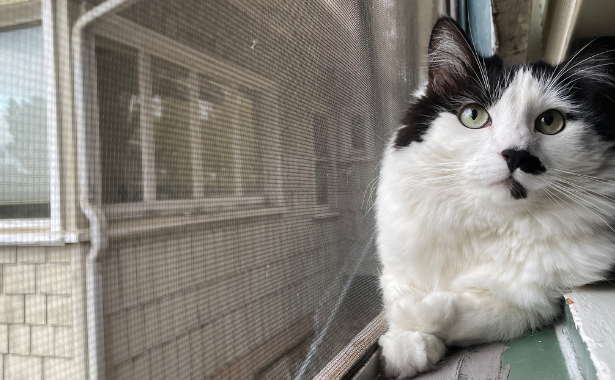Fleas, Ticks, Worms - Oh my!