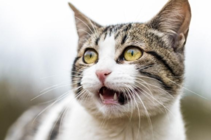 Open-Mouth Breathing in Cats: What Does It Mean?