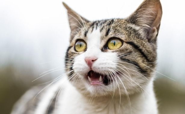 Open-Mouth Breathing in Cats: What Does It Mean?
