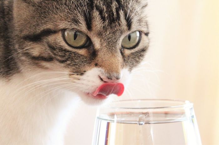 The 'Cat Days of Summer': How to Keep Your Cat Cool During the Hot Summer Months