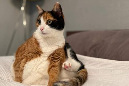 A female is usually at the top of the cat hierarchy in households with multiple cats
