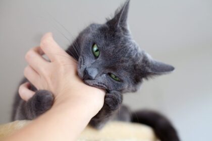 Petting Aggression: Don't be a Bite Victim! – Feline Behavior Solutions